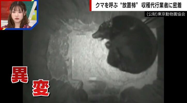 【写真・画像】カメラが捉えた…クマが冬眠する様子 11月には冬眠するはずが“異例の事態”　1枚目