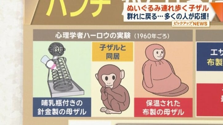 人工的に作った母親の模型を与える実験