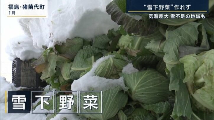 雪下野菜
