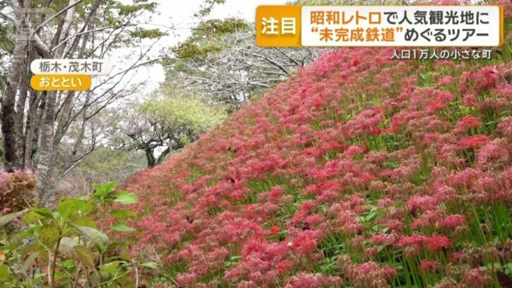 栃木・茂木町の彼岸花