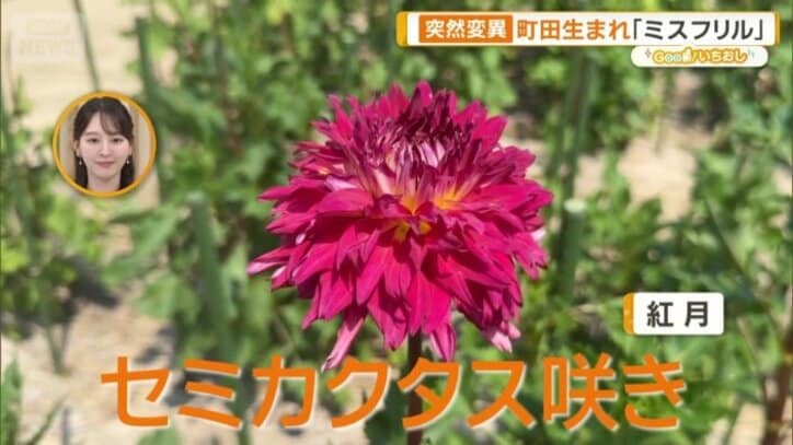 セミカクタス咲き