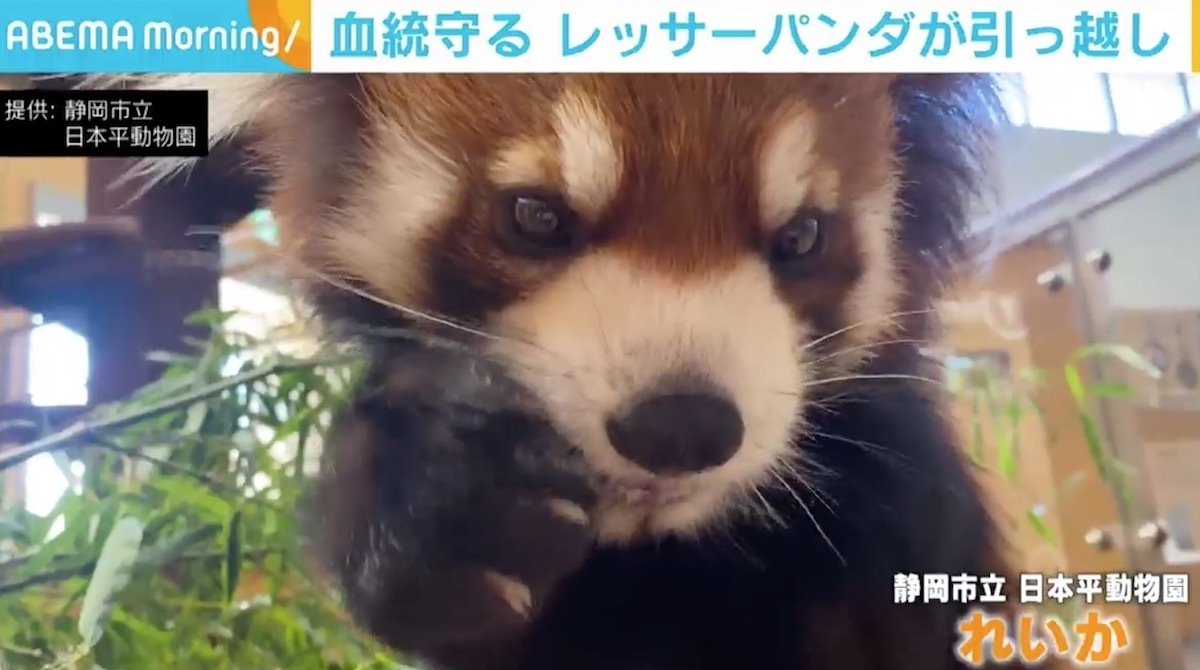 貴重な血統を守るため 日本平動物園のレッサーパンダ れいか が親元を離れ引っ越し 国内 Abema Times