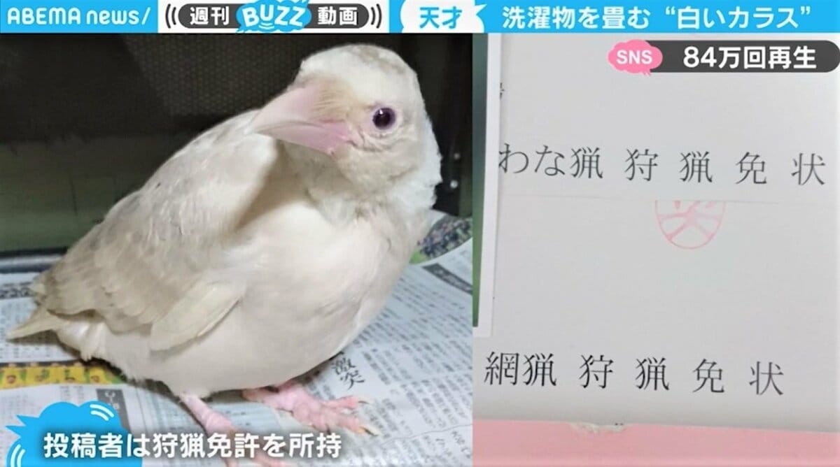 アルビノ」のカラスを駆除できず…“飼養”を決意した狩猟者 思わぬ才能が