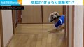 口に“きゅうり”をくわえて逃げる犬 「なんのこと？」と言わんばかりの様子に「あざとカワエエですね」「めっちゃ見てるwww」と反響続々