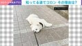 ご機嫌に散歩→突然ゴロン 知っている道で寝っ転がるモフモフ犬に飼い主困惑