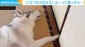 「こたつまだ出さないよ」って言ったら…“無言の抗議”をするシベリアンハスキーに「自動ドア(閉めるのみ)」「もう二度と野生にかえれないw」と反響
