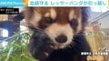 貴重な血統を守るため 日本平動物園のレッサーパンダ「れいか」が親元を離れ引っ越し
