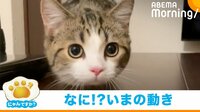 【映像】イタズラが見つかり、アニメのような“横走り”をする猫