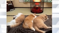 ストーブで“とろける”猫4匹 