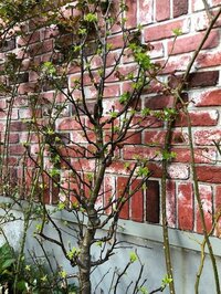 堀ちえみ『願いは叶う』