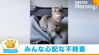 猫の“不時着”に心配の声