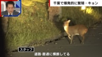 【映像】キョンが大繁殖「泣き叫び 心がやられる」駆除の実情