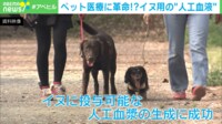 【映像】ブタの血液が犬猫を救う？