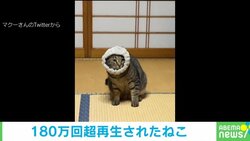 ヘアバンドで遊ぶと“絶望する猫” わかりやすい猫の表情変化に「綺麗にハイライト消えてて草」「涙出そうになった」と爆笑の渦
