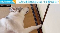 「こたつまだ出さないよ」って言ったら…“無言の抗議”をするシベリアンハスキーに「自動ドア（閉めるのみ）」「もう二度と野生にかえれないw」と反響