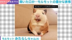 開いた口が塞がらない！モルモット、仲間の“おしっこ攻撃”に後ずさり「いい表情だ」「びっくりしたなぁ」の声