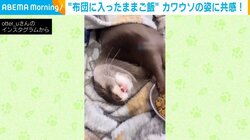 布団に入ったままご飯を食べる“ズボラ”なカワウソが話題 「人間味溢れて可愛すぎ」「親近感わきます!」