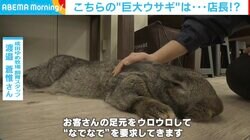 甘えん坊な“巨大うさぎ” 撫でられてうっとりする表情が可愛い 飼育員「とにかく人が好きな性格」