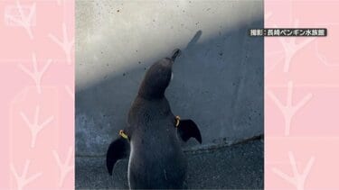 攻撃を華麗にスルーしてくちばしで応戦！ 機敏なペンギンさん 対戦相手