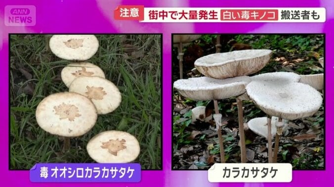 オオシロカラカサタケとカラカサタケ