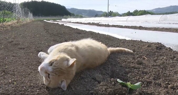 春ですにゃ〜！ 人気「旅猫ロマン」シリーズ、週末に3タイトル初放送 11枚目