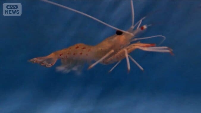 ボタンエビ養殖に成功の水産試験場を取材　来年から事業者に出荷【詳細版】 1枚目