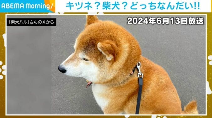 柴犬のハルちゃん