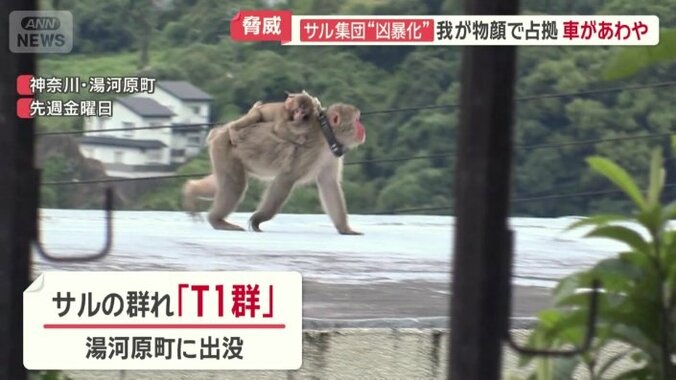 「T1群」