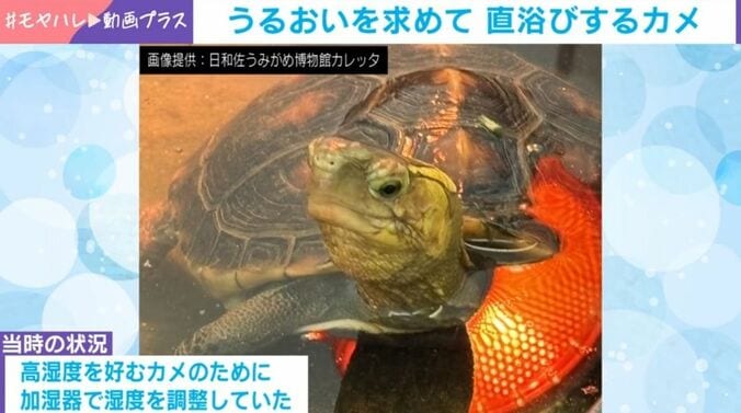 カメのむさしくん