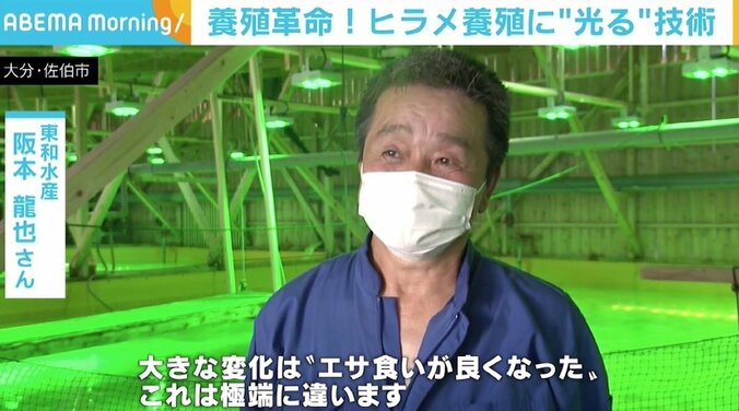 “緑色の光”がヒラメの成長を促進？「エサ食いがよくなった」 データが実証も要因は研究中 2枚目