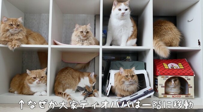 2階建て猫マンション？「満室ですニャ」　マンチカンズの可愛い成長ヒストリーが放送決定 1枚目