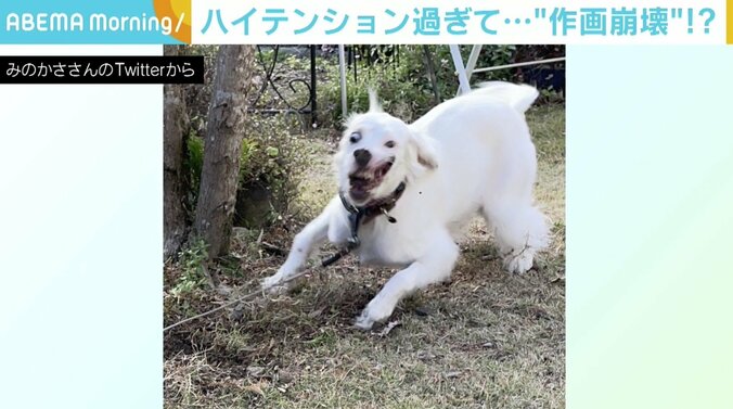 「今日は一段と傑作」「何があったらこうなるの笑」 “うちの犬、作画崩壊がひどすぎる”な1枚に反響 2枚目