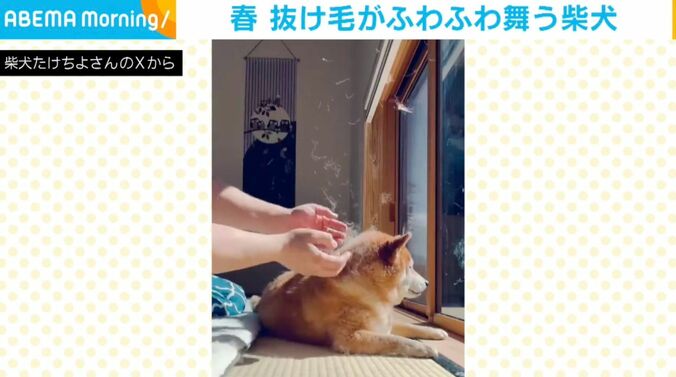 柴犬のたけちよくん