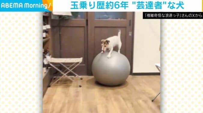 ジャックラッセルテリアのシャーロットちゃん