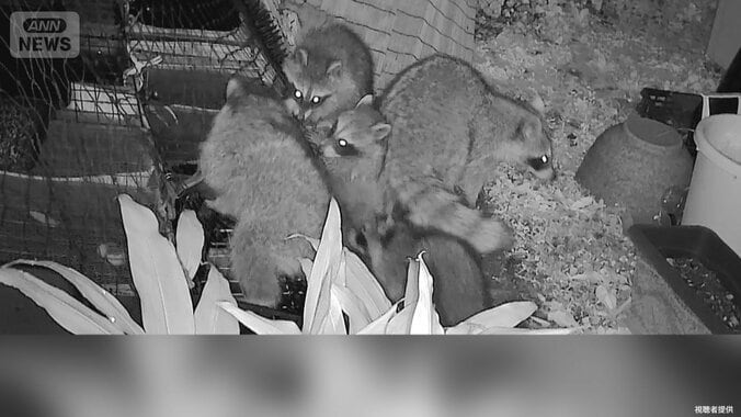 「なんだこの数は」　庭の“光る目”正体は？ 1枚目