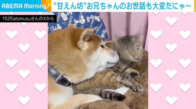 柴犬の「春陽くん」、猫の「つくし」ちゃん
