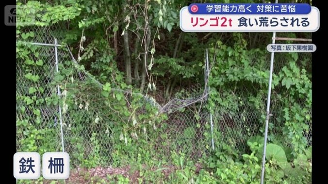 つぶされた鉄柵