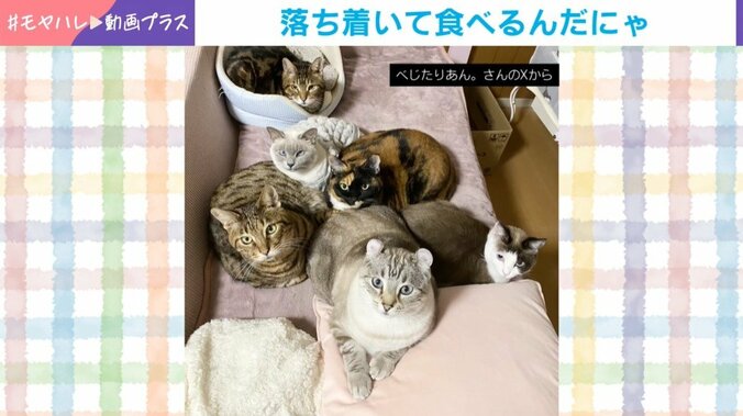 6匹の猫