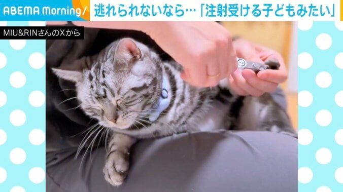 アメリカンショートヘアのりんくん