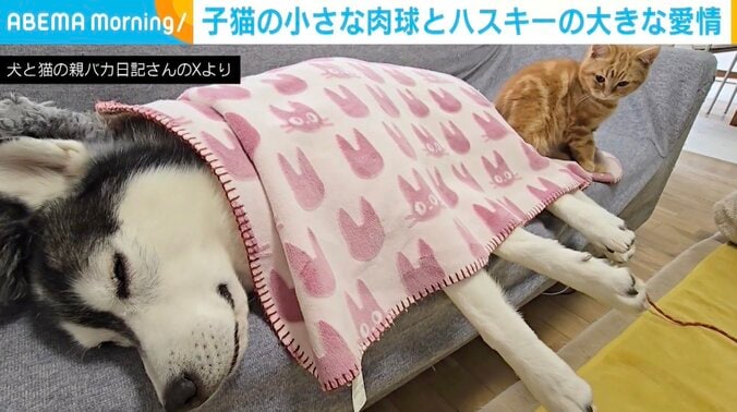 ハスキーのはっちゃん、子猫の茶太郎