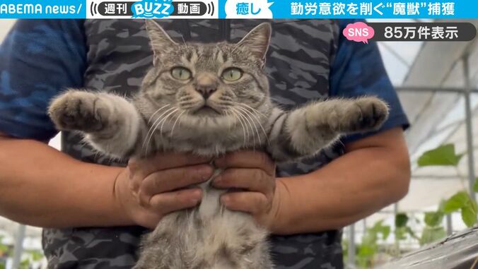 農作業の意欲を失わせる“魔獣”（猫）を捕獲！ ゴロゴロ＆のん気な姿がかわいすぎると話題に「人を脱力させる」 1枚目