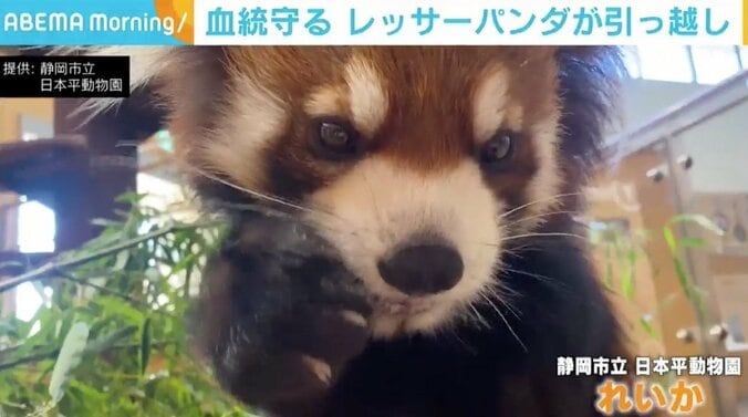 貴重な血統を守るため 日本平動物園のレッサーパンダ「れいか」が親元を離れ引っ越し 1枚目