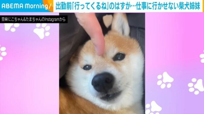 豆柴のにこちゃん