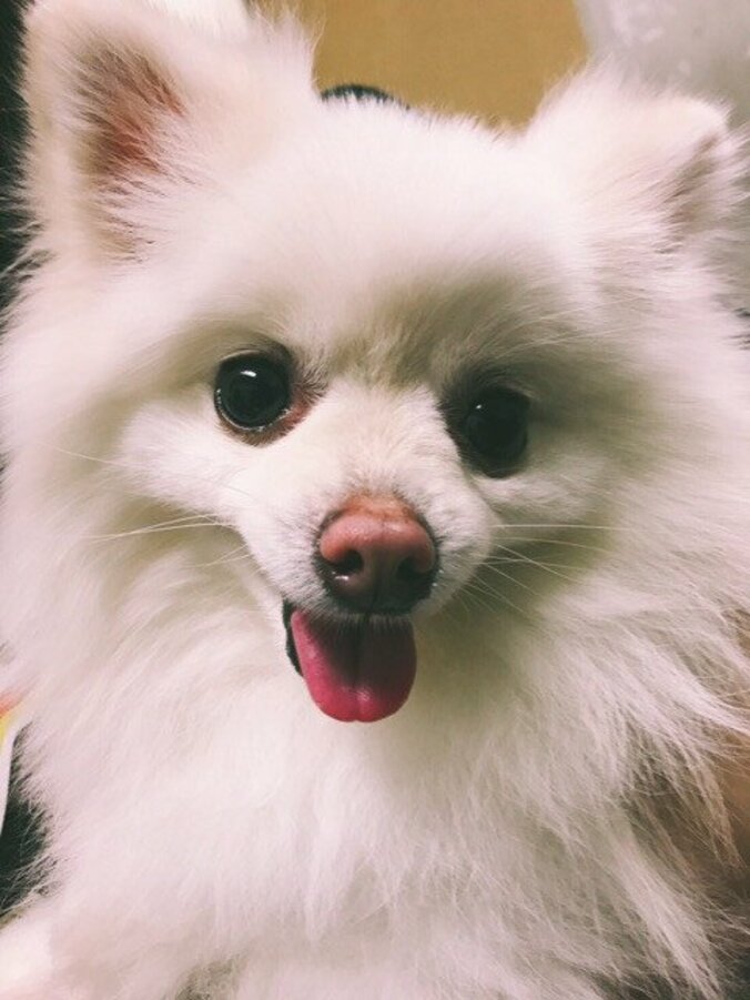 アンジュルム勝田里奈　大学進学を愛犬と共にイベントで報告 1枚目