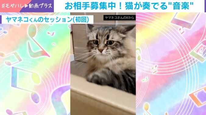 サイベリアンのヤマネコくん