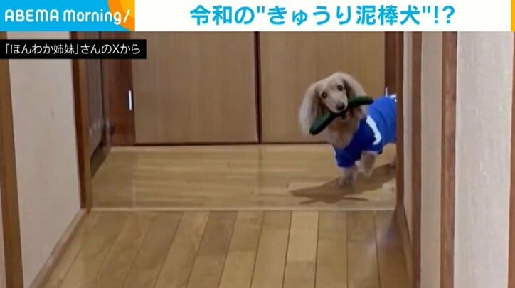 ミニチュア・ダックスフンドの麗來ちゃん（7歳）