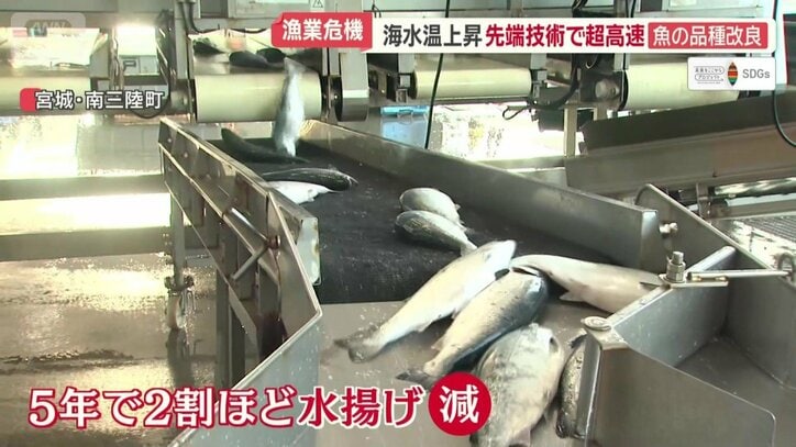 5年で2割ほど水揚げ量減少