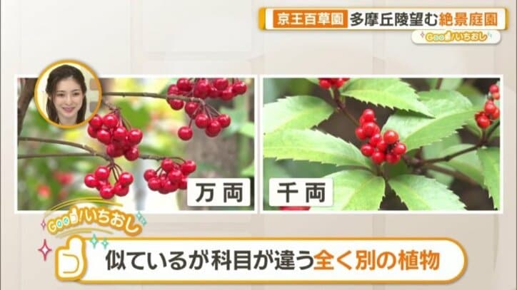 今が見頃の「万両」と「千両」