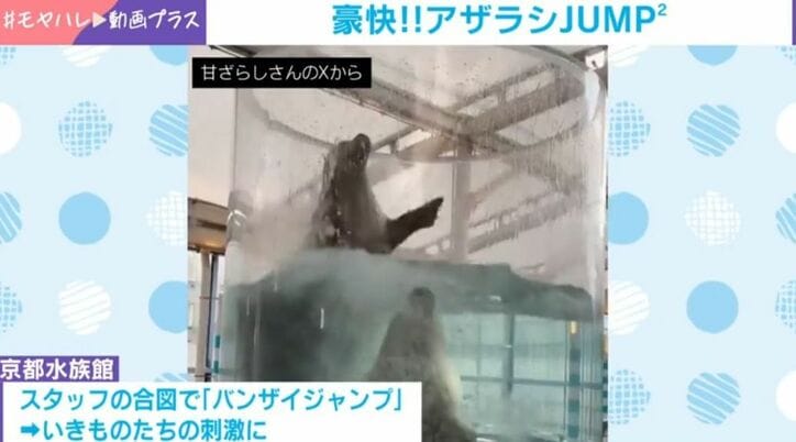 ハマちゃんとヒカルくん