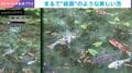 「日本にこんな場所があるなんて…」まるで“動く絵画”のような池が話題に 「この世のものと思えない美しさ」「鯉が空中に浮いているみたい」